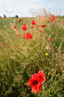 France, Haute Normandie, eure, pres du Neubourg, champ, coquelicots,