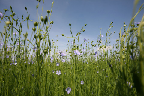 France, Haute Normandie, pres du Neubourg, champ de lin en fleurs, ciel, agriculture, liniculture, textile,