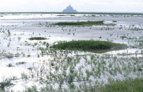 France,  MONT-SAINT-MICHEL bay