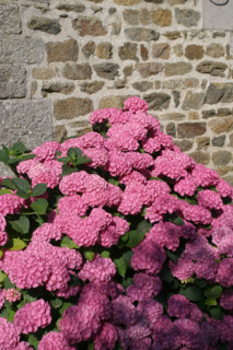 France, Basse Normandie, Manche, heugueville sur sienne, chambre d'hotes a la ferme, enfant 4 ans et sa mere a la fenetre, personnages autorises, hortensias, mur de pierre habitat traditionnel,