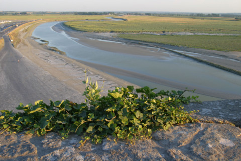 France, Normandie, Manche, baie du Mont-Saint-Michel, maree basse, vegetation, salicorne, polders, moutons, pres sales, vue sur le couesnon, mur rempart,