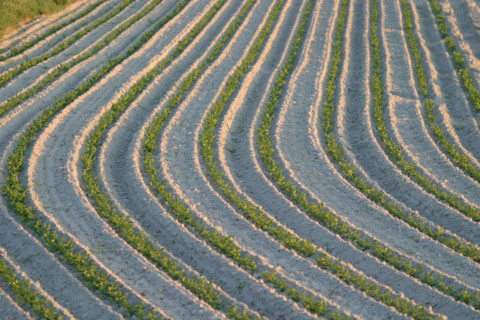France, Normandie, Manche, baie du Mont saint Michel, champ de carottes, agriculture, sable,