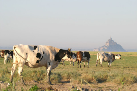 France, Normandie, Manche, baie du Mont-Saint-Michel, genets, vaches normandes avec vue sur le Mont saint Michel, pre,