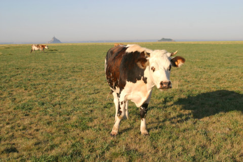 France, Normandie, Manche, baie du Mont-Saint-Michel, genets, vaches normandes avec vue sur le Mont saint Michel, pre,