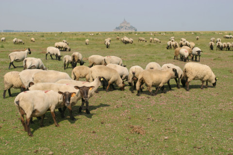 France,  MONT-SAINT-MICHEL bay