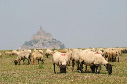 France,  MONT-SAINT-MICHEL bay