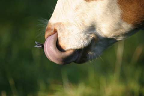 France, norman cows