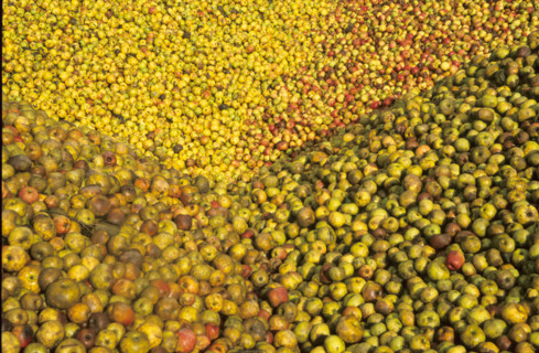France, Normandie, calvados, pommes a cidre, pays d'auge,
