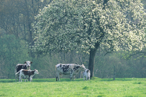 France, Basse Normandie, calvados, pays d'auge, vache et veaux sous un pommier en fleurs, verger, arbre fruitier, brume,