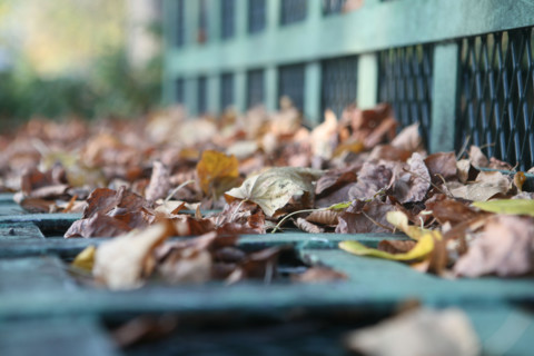 France, dead leaves