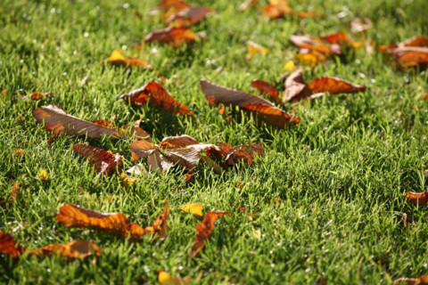 France, Paris 1e, square du vert galant, feuilles mortes tombees dans l'herbe, jardin,