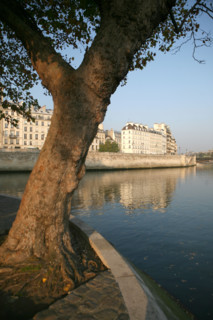 France, Paris 4e, ile de la cite, quai aux fleurs, la Seine, immeubles, arbre a la pointe de l'ile,