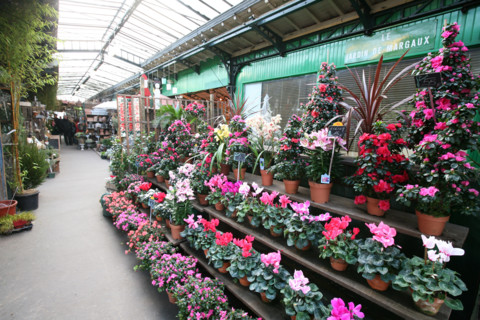 France, flower market