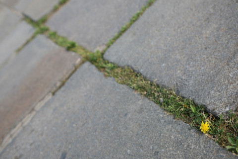 France, Paris 8e, place de la concorde, sol, ligne diagonale, herbe, fleur jaune, paves,