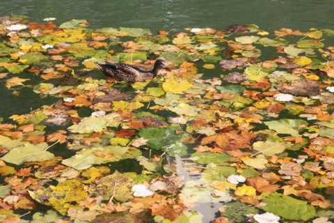 France, dead leaves and duck
