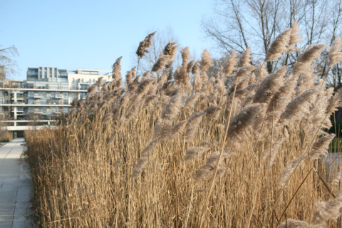 France, Paris 12e, parc de Bercy, roseaux,