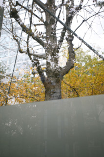 France, paris 14e, l'arbre et la villeboulevard raspail, fondaction cartier, jean nouvel,