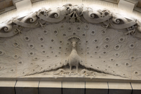 France, wildlife setting