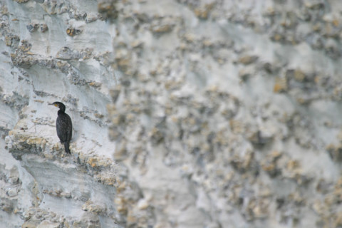 France, Normandie, Seine Maritime, cote d'albatre etretat, falaise d'amont, grand cormoran perche dans la falaise, nature, oiseau,