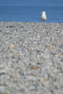 France, Normandie, Seine Maritime, cote d'albatre etretat, goeland argente, plage, gales,