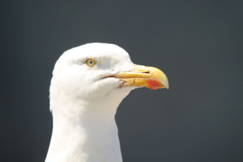 France, Normandie, Seine Maritime, cote d'albatre etretat, goeland argente, oiseau, bec,