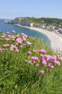 France, Normandie, Seine Maritime, cote d'albatre etretat, falaise d'aval et plage, galets, falaise d'amont au fond, , fleurs roses d'armeries maritimes en premier plan,
