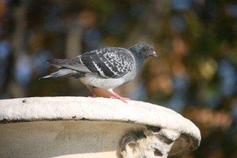 France, pigeon laying on a bowl