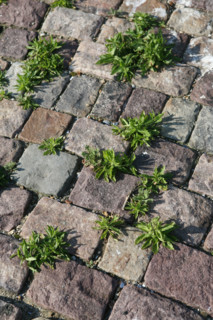France: Normandie, Seine Maritime, le havre, port de peche, detail paves et vegetation dans les joints, herbe,
