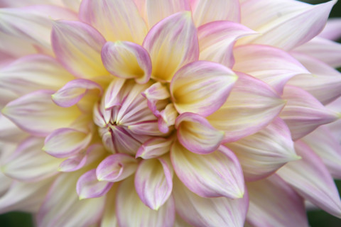 France, Normandie, Seine Maritime, terroir de caux, etaimpuis, clos du coudray, jardin botanique, fleur de dahlia