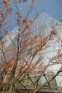 France, hauts de Seine, la defense, tours, immeubles, gratte ciel, arbre, tour elf