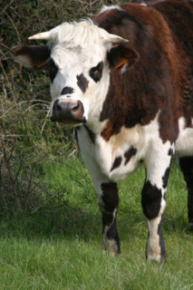 France, Basse Normandie, Manche, Cotentin, cap de la hague, agriculture, vache normande, elevage,