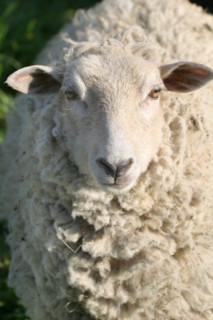 France, breeding