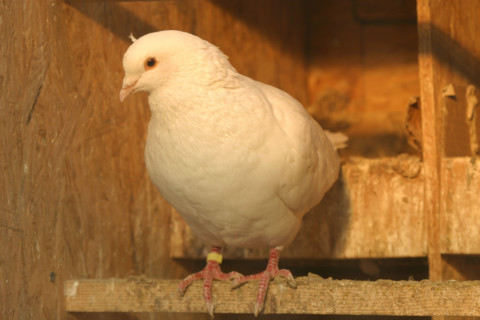 France, poultry