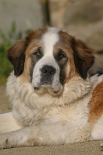 France, dog