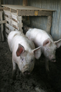 France: Normandie, agriculture, elevage porcin, porcs