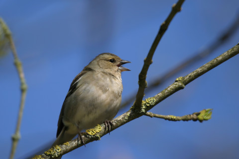 France, singing sparrow