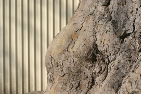 France, plane tree