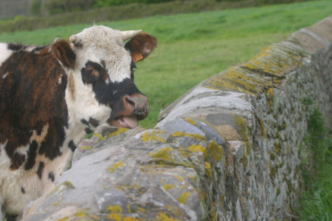 France, Normandie, Manche, Cotentin, la hague, anse de vauville, vache normande au bord du chemin, muret de pierre,