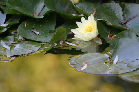 France, Normandie, eure, giverny, maison de claude monet, peintre impressionniste, nympheas, jardin, etang, fleurs,