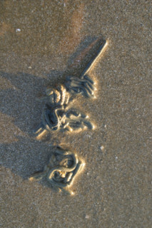 France, Normandie, calvados, cote fleurie, villerville, detail plage a maree basse, traces de vers de vase rappelant des ideogrammes, langue asiatique,