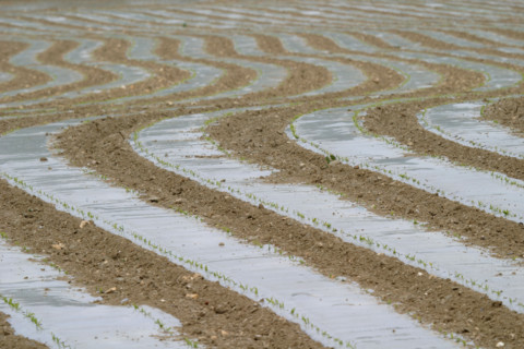 France: Normandie, agriculture, terre preparee, film plastique,
