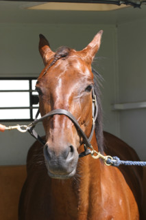 France, Basse Normandie, calvados, pays d'auge, dozule, courses de trot, hippodrome, courses, cheval, pmu, piste herbe,