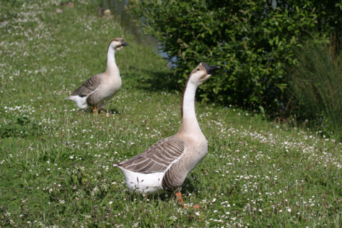 France, marais vernier
