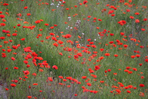France, Basse Normandie, Manche, Cotentin, coquelicot, fleur des champs,