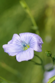 France: Normandie, eure, agriculture, champ de lin, liniculture, fleurs de lin, detail fleur,