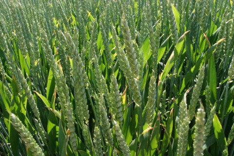 France, agriculture