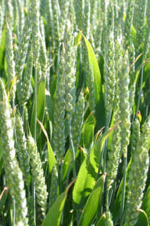 France, agriculture