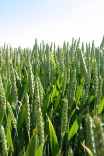 France, agriculture