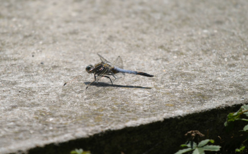 insect, normandy