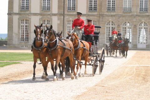 France, haras du pin